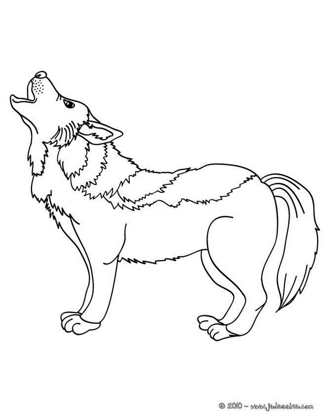 Coloriages Coloriage D'Un Canis Lupus - Fr.hellokids concernant Coloriage Loup Qui Hurle