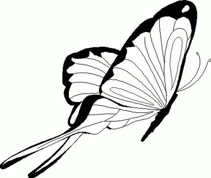 Coloriages De Papillons - Coloriage D&amp;#039;Un Vol De Joli Papillon à Coloriage À Imprimer Papillon