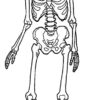 Coloriages - Squelette - Coloriages Gratuits À Imprimer destiné Squelette À Imprimer
