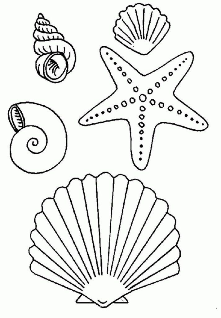 Dessin Coquillage Étape Par Étape | Coquillage Dessin, Coloriage, Craft dedans Dessin Coquillage À Imprimer