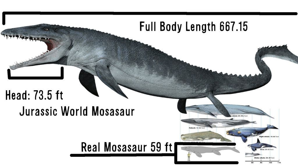 Jurassic World Mosasaur Size Comparison | Jurassic World, Jurassic concernant Dessin Mosasaure Jurassic World