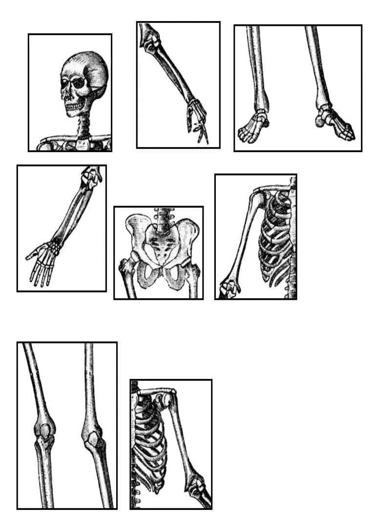 Le Squelette - Les Activités De Maman avec Squelette À Imprimer