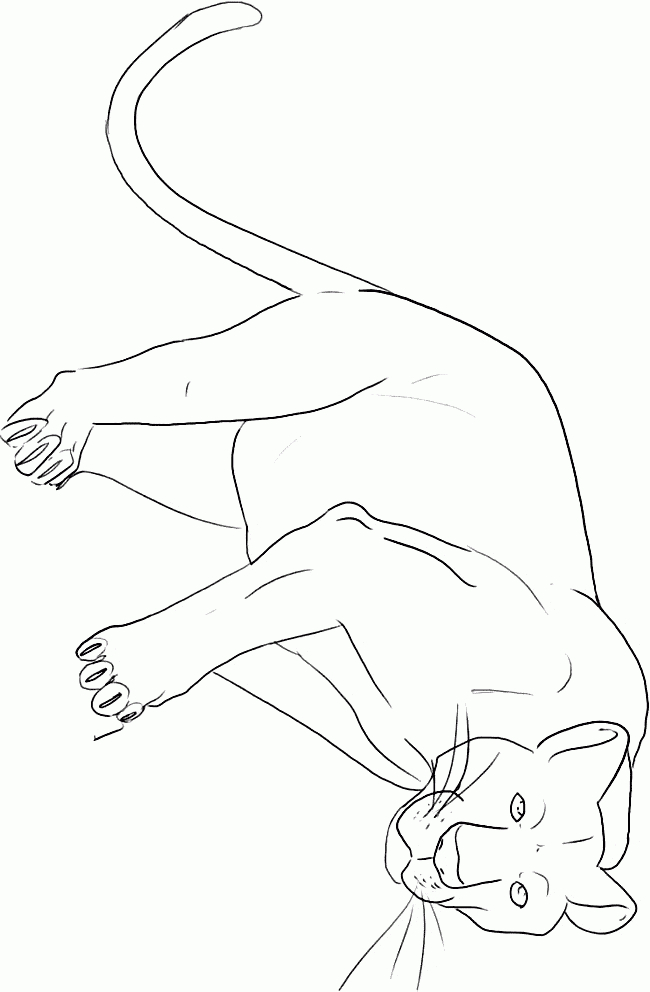 Panther Coloring Page - Animals Town - Animals Color Sheet - Panther avec Coloriage Panther