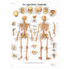 Planche Anatomique Le Squelette Humain dedans Squelette À Imprimer
