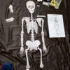 Puzzle Des Os De Squelette A Reconstituer - 1 Mètre - À Imprimer concernant Squelette À Imprimer