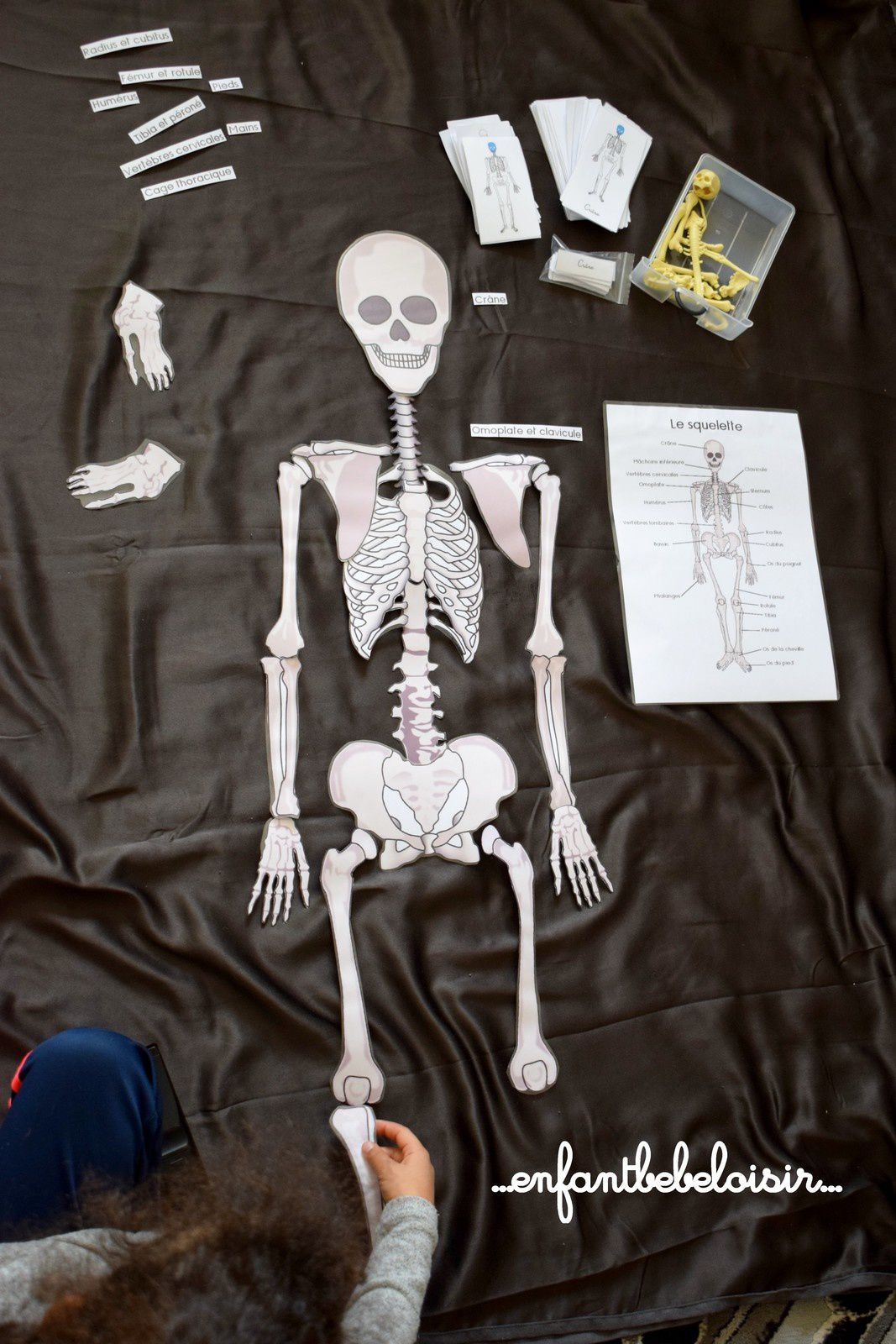 Puzzle Des Os De Squelette A Reconstituer - 1 Mètre - À Imprimer concernant Squelette À Imprimer