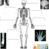 Squelette Et Articulations | Corps Humain, Os Du Corps Humain, Sciences Ce2 tout Squelette À Imprimer