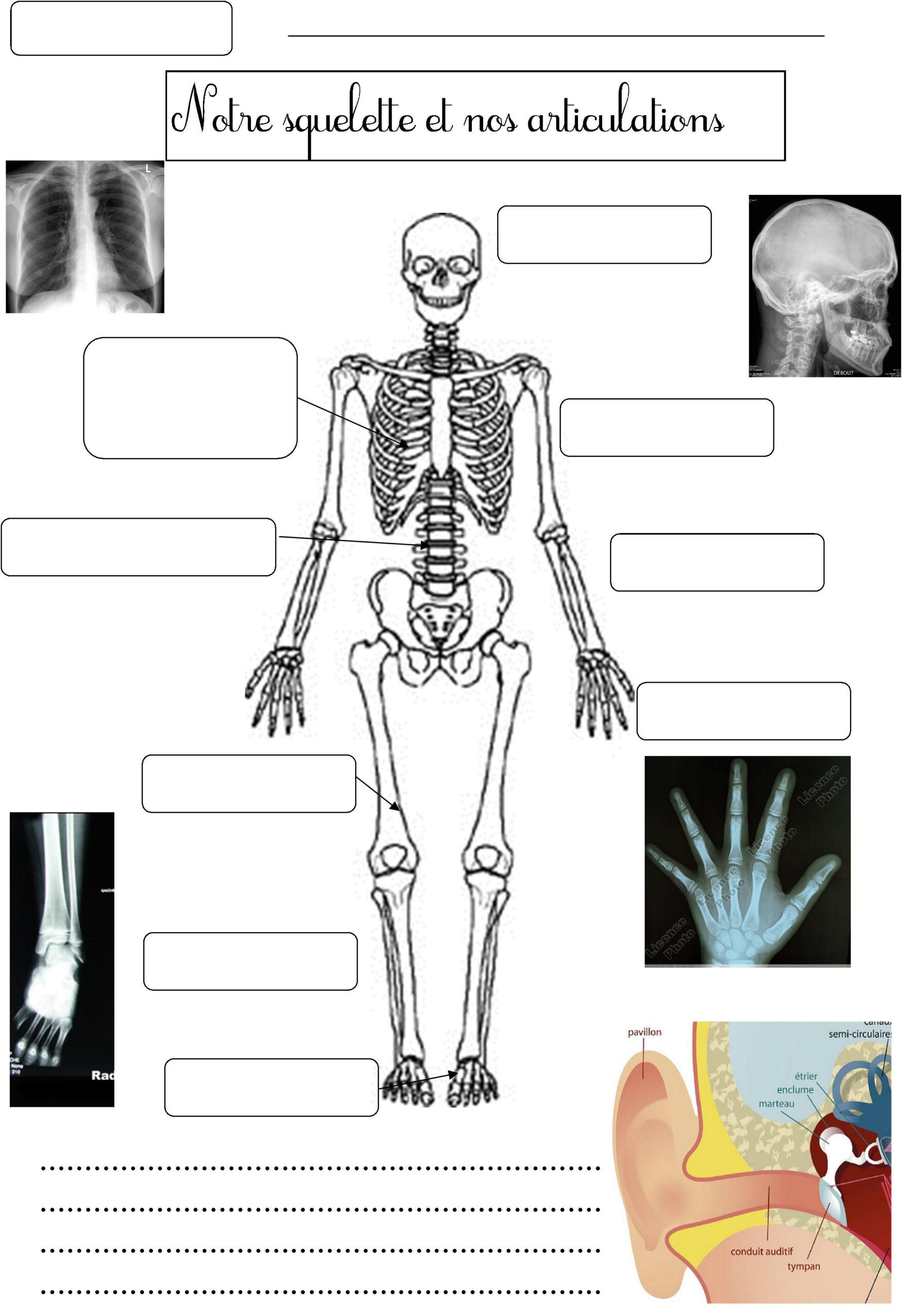 Squelette Et Articulations | Corps Humain, Os Du Corps Humain, Sciences Ce2 tout Squelette À Imprimer