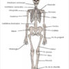 Téléchargements | Squelette Humain, Corps Humain, Anatomie Du Corps Humain pour Squelette À Imprimer