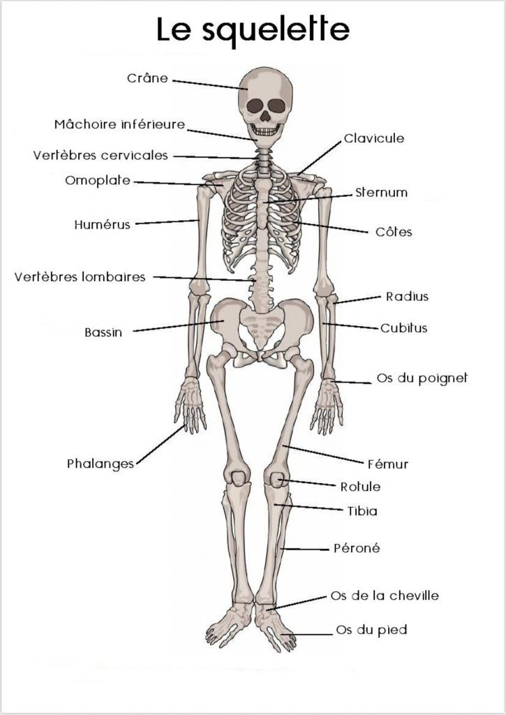 Téléchargements | Squelette Humain, Corps Humain, Anatomie Du Corps Humain pour Squelette À Imprimer