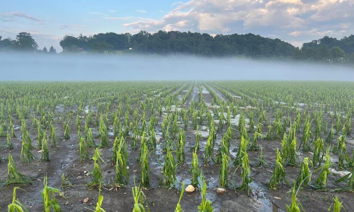 Unwetter sorgen für Millionen-Schäden in der Landwirtschaft | DiePresse.com