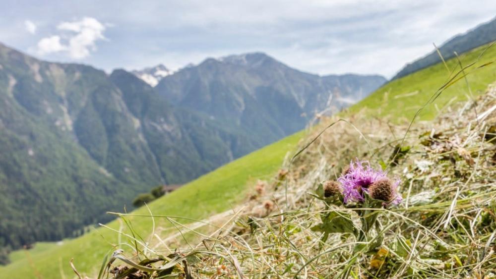 Landwirtschaft: Anzahl der Betriebe seit 10 Jahren nahezu unverändert