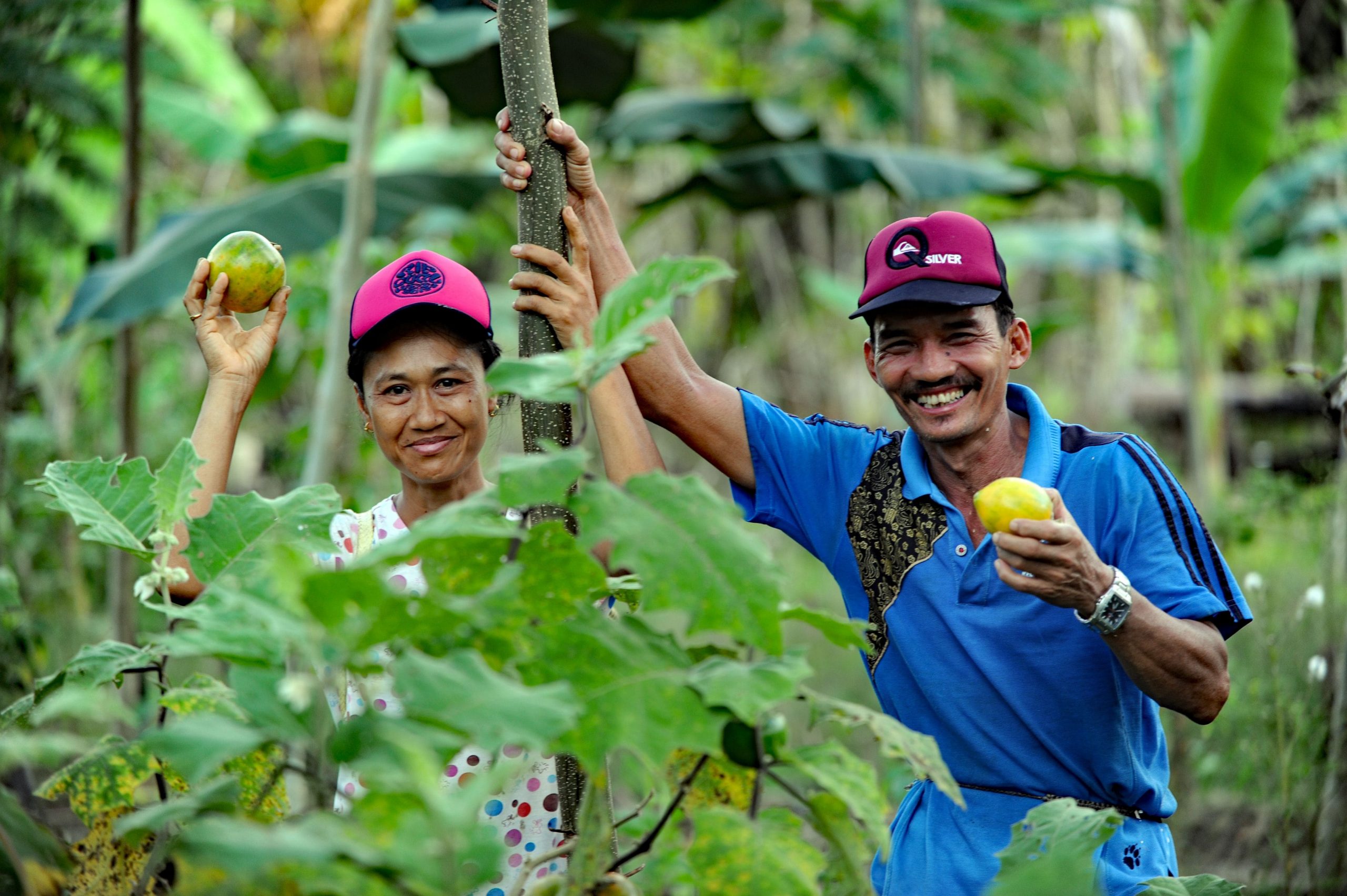 From slash and burn to sustainable agriculture, Central Kalimantan