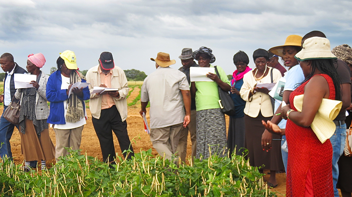 Drought-tolerant Crops to Contribute to Food Security in Namibia | IAEA