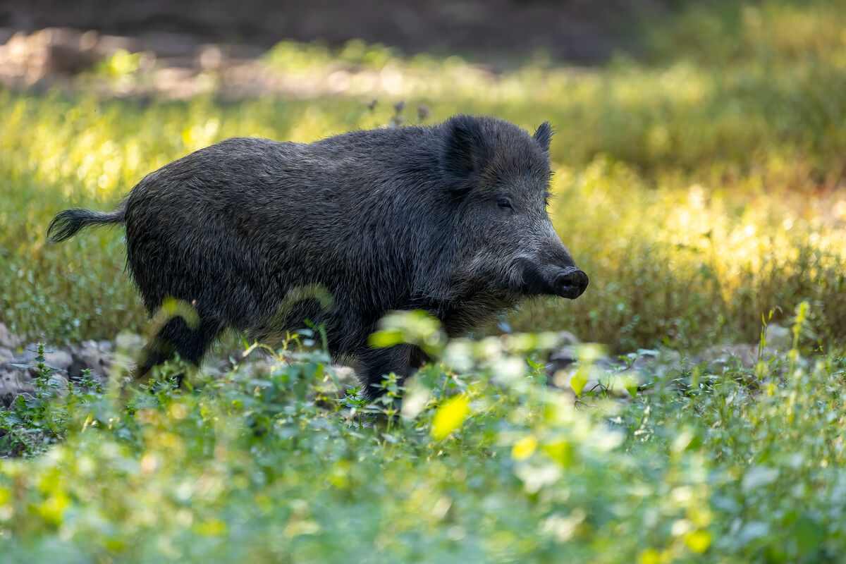 Erstmals ein Fall von Afrikanischer Schweinepest (ASP) in Hessen