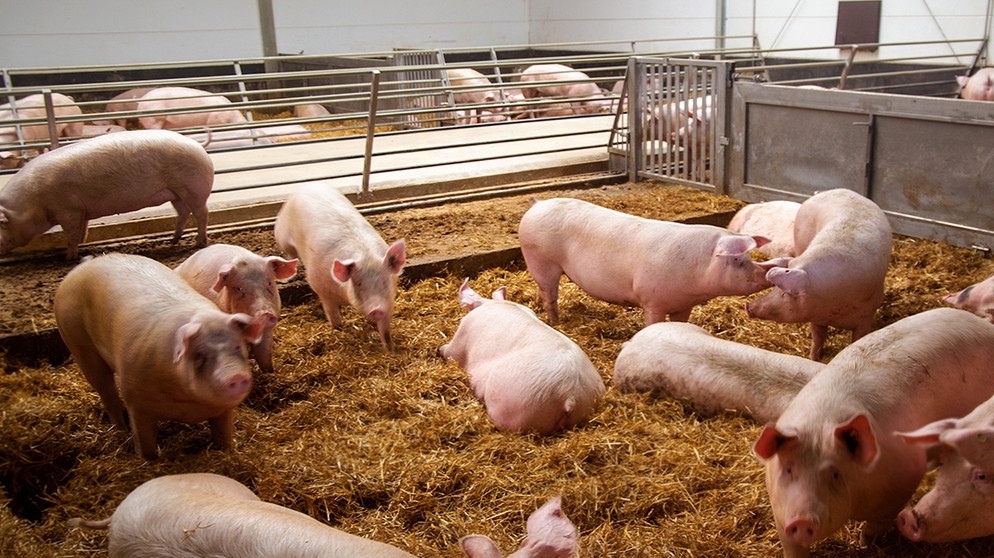 Landwirtschaft: Grüne Woche und Tierwohl-Cent | BR Fernsehen