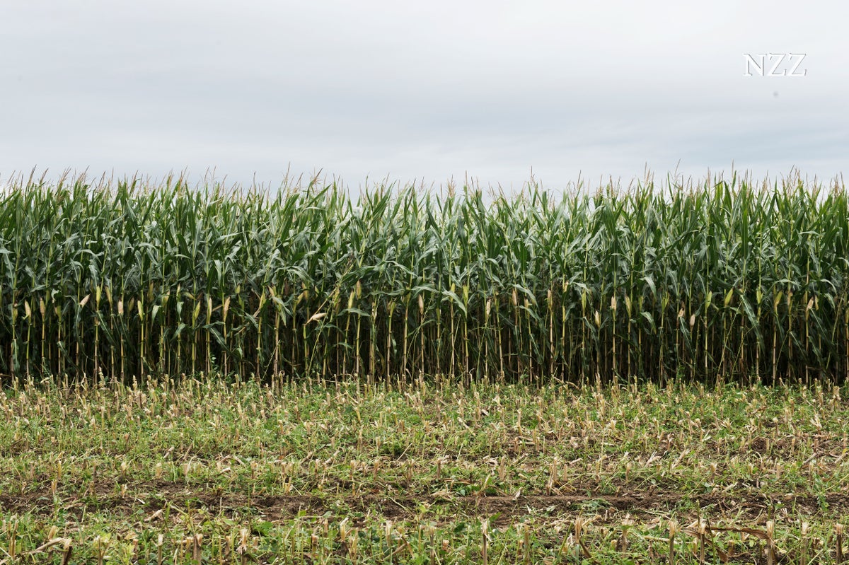 Landwirtschaft und Klima: Bund verteilt schädliche Subventionen