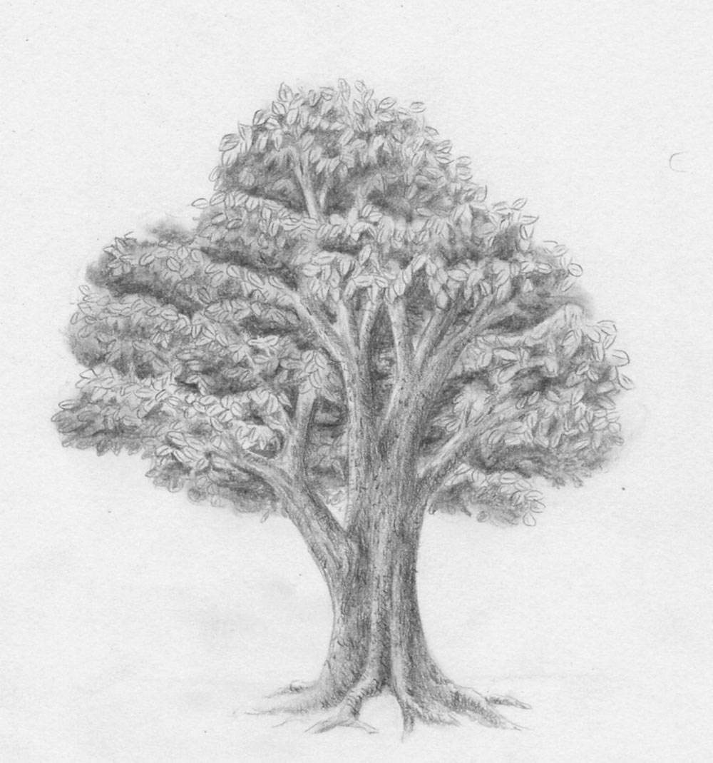  Foto zu Laub - Baum - zeichnen lernen - Zeichenkurs 