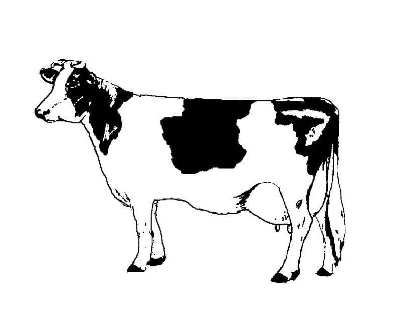  Kuh Ausmalbilder 