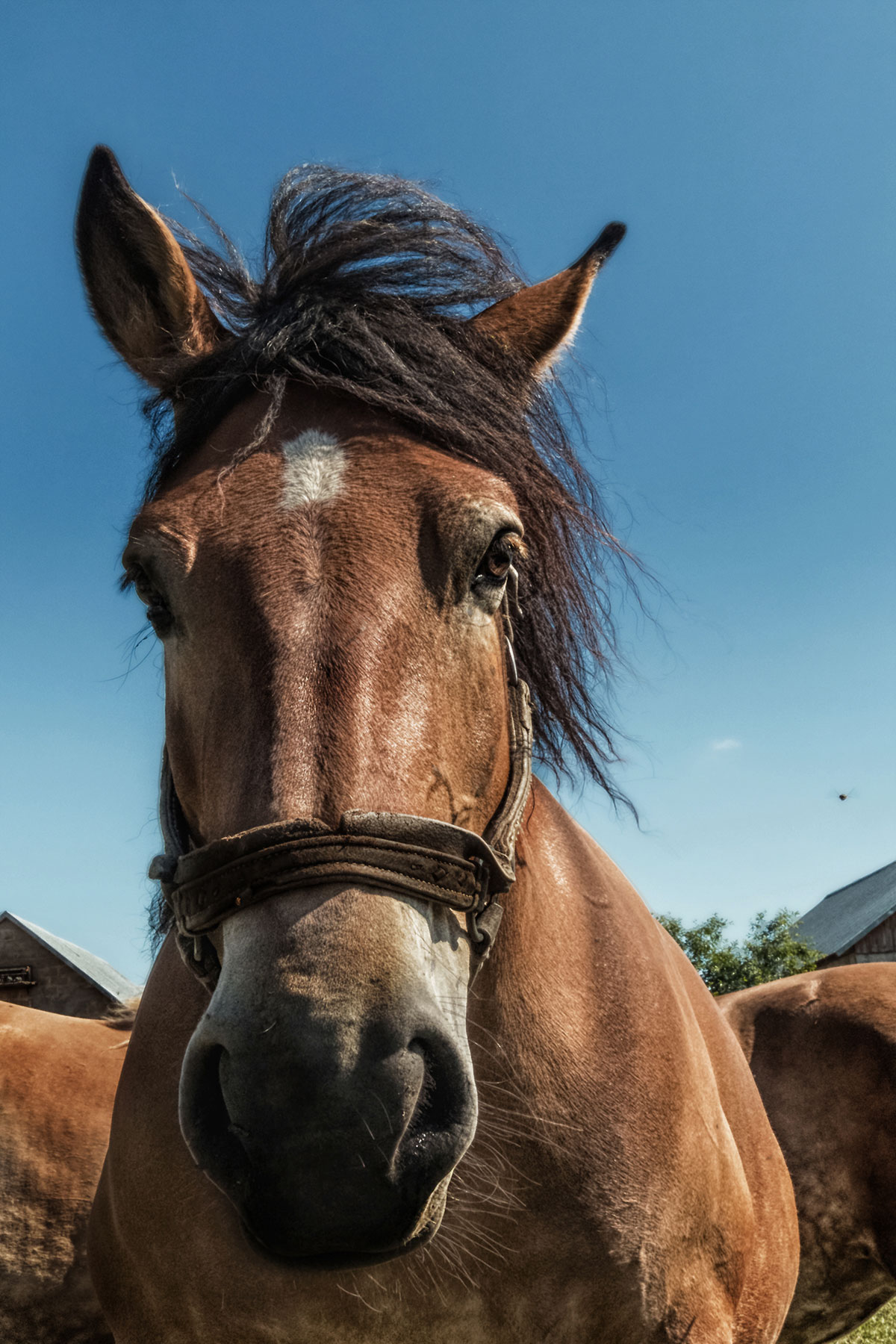  Schöne Pferdebilder kostenlos downloaden - mjpics.de Motiv 