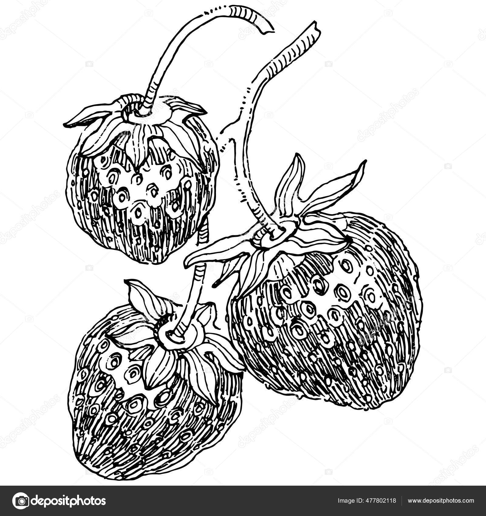  Foto zu Erdbeeren Zeichnen Schwarz Und Weiß 