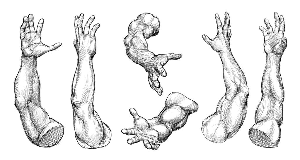 Arm Studies (Male) by Temiree on DeviantArt 
