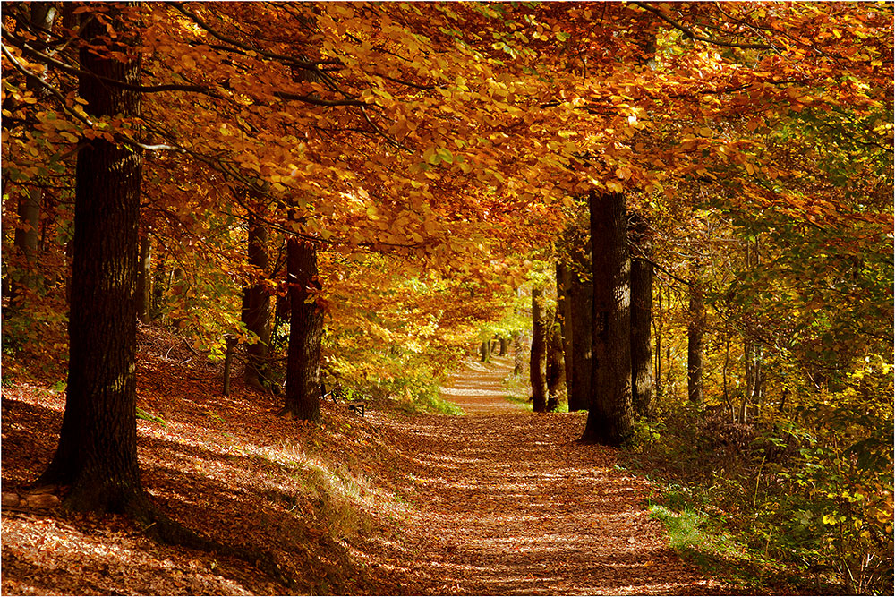  landschaft, wald, jutta Bilder auf Illustration 