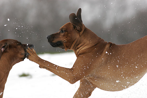  Foto zu Lustige Hundebilder - Fotos zum Lachen 