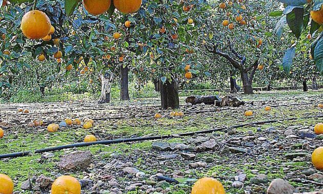 orangenfest soller 2026