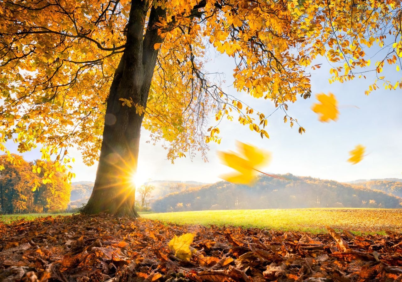 Foto zu Wieder Sommerwetter in Deutschland: Goldener Oktober bringt bis zu 25°C! 